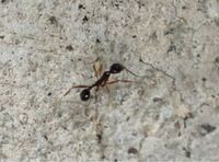 ヒアリ 家の外で 普段見るような蟻とは違う蟻を見つけまし Yahoo 知恵袋