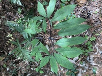 この写真の植物の名前を教えてください 花は白くてウツボカズラのような Yahoo 知恵袋