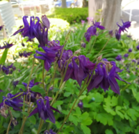 下向きに咲くとても変わった形の紫の花が咲いています 何と言う花 Yahoo 知恵袋