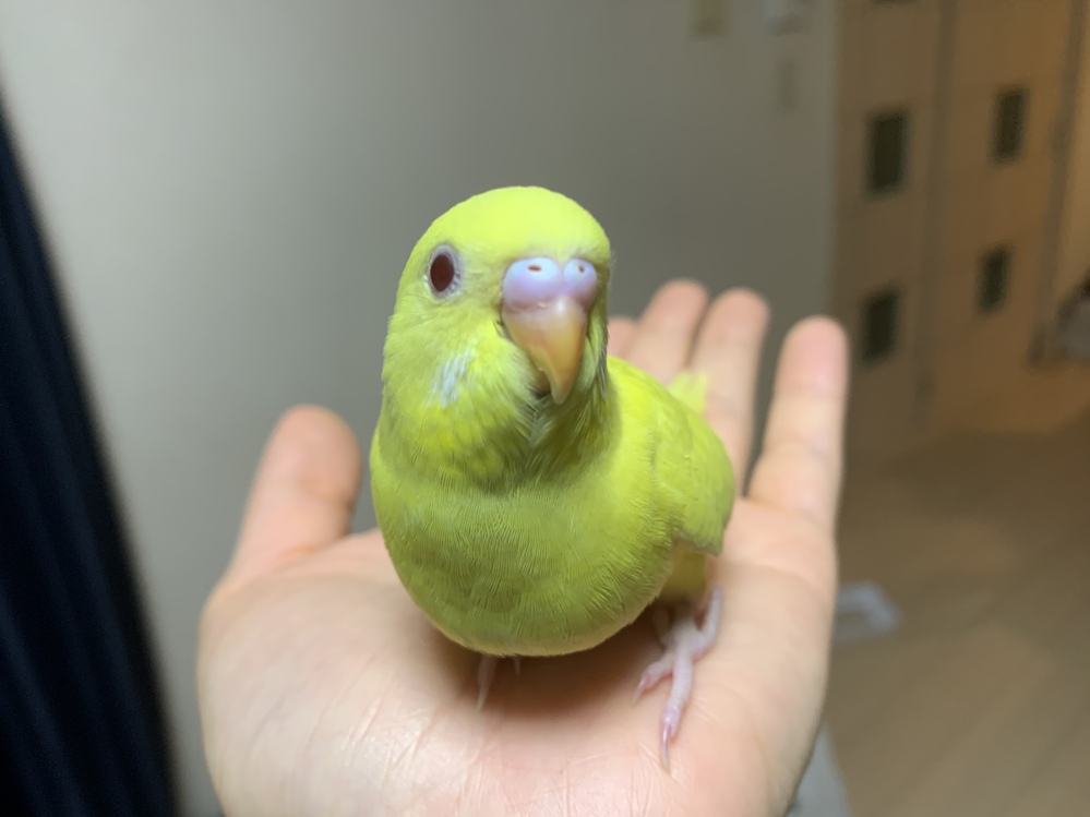 セキセイインコの雌雄を判別していただけないでしょうか 黄色のセキセイ Yahoo 知恵袋
