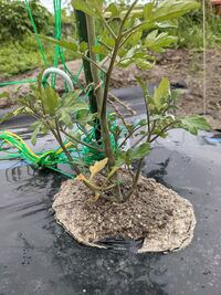 ミニトマトの根元の方から三本脇芽が出ています 2本仕立てにしようと思うの Yahoo 知恵袋