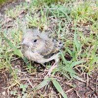 公園に落ちてるスズメのひな飛ぼうとしてますがすぐに落ちてしまいます遠 Yahoo 知恵袋