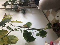 このウンベラータは根腐れしていますか また 植物の根腐れはどうやって Yahoo 知恵袋