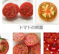 野菜って遺伝子組み換えで作るより トマトの場合 野生の方が体にいい物質がた Yahoo 知恵袋