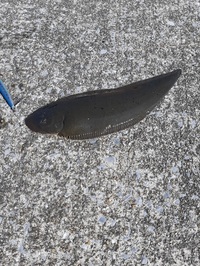 先日 河口で子供が釣り上げた魚がヒラメ カレイ それとも別の魚 体長 Yahoo 知恵袋