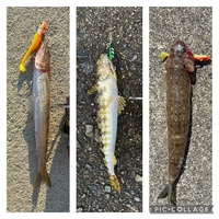 昨日釣った魚ですが これってコチの子供ですかね ネズミゴチ Yahoo 知恵袋