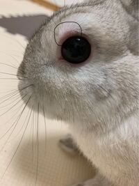 うさぎの目が赤いです 写真じゃ分かりにくいですが 少し腫れてます 病院に連 Yahoo 知恵袋