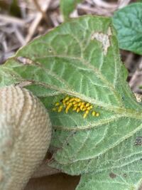 捨てられ野生化したジャガイモは食用に出来ますか ある海岸の一部 Yahoo 知恵袋