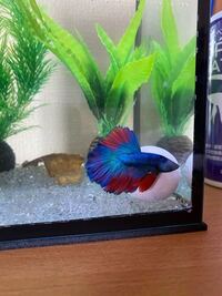 このベタの種類を教えてください 写真がわかりにくそうだったので再 Yahoo 知恵袋