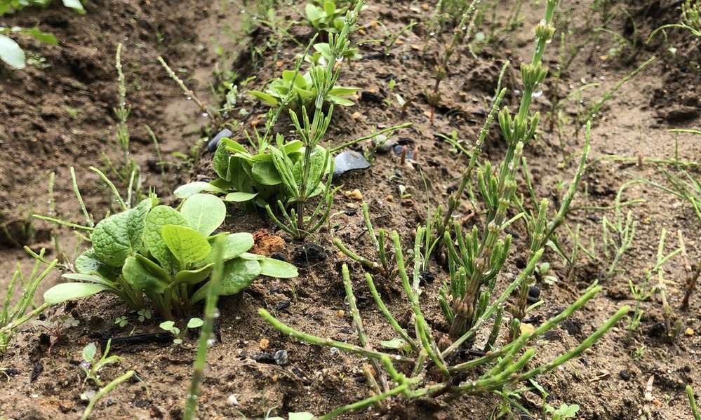 花の名前を教えて下さい １ｃｍに満たない程度の小さな花がたくさん集 Yahoo 知恵袋