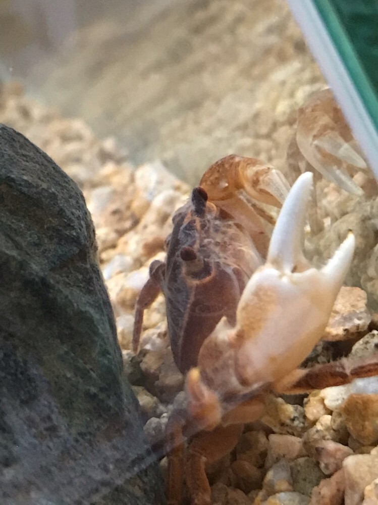 サワガニを飼っているのですが甲羅辺りに白い毛のようなものが