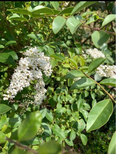 白い花が今咲いています 木の名前が知りたいです ご存知のかたいらっしゃいま Yahoo 知恵袋