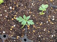 昨年 ミニひまわりの種をとって植えたのですが ひまわりと思えない植物が育ってい Yahoo 知恵袋