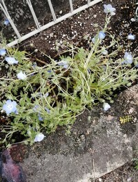 ネモフィラがこんな感じでくたくたです 他のネモフィラは元気です 何がいけないん Yahoo 知恵袋