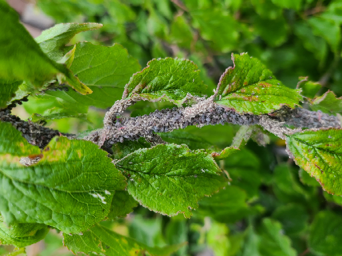 梅の木の害虫 助けてください 庭の梅の木の様子を見たら 枝が大 Yahoo 知恵袋