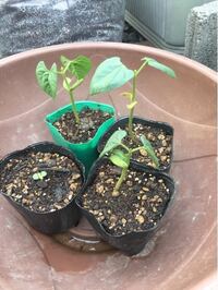 インゲンマメの種から発芽した物なんですがこの大きさから10日ほとんど Yahoo 知恵袋