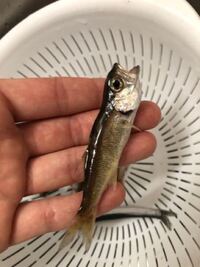 この魚はなんでしょう ムツの子です Zukan Yahoo 知恵袋