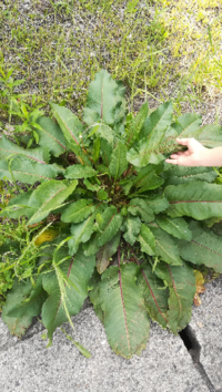 道に繁っていた巨大なタンポポの葉っぱのような植物が気になりました 何という植物 Yahoo 知恵袋