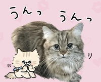 この猫のlineスタンプを探しているのですが 何という名前のものか Yahoo 知恵袋