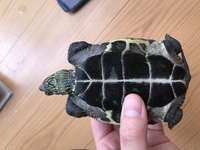 カメについて 甲羅干しって今の季節は何時間甲羅干ししたら宜しいでしょうか Yahoo 知恵袋