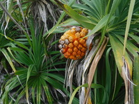 宮古島の林にこのような木の実が沢山ありますが何ですか？
食べられますか？ 