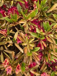 最近ツツジやサツキの葉が茶色に変色し 花のツキもよくありません 病 Yahoo 知恵袋