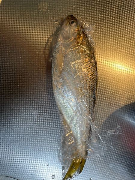 この魚 なんですか コノシロですよ 酢締めにすると美味いです Yahoo 知恵袋