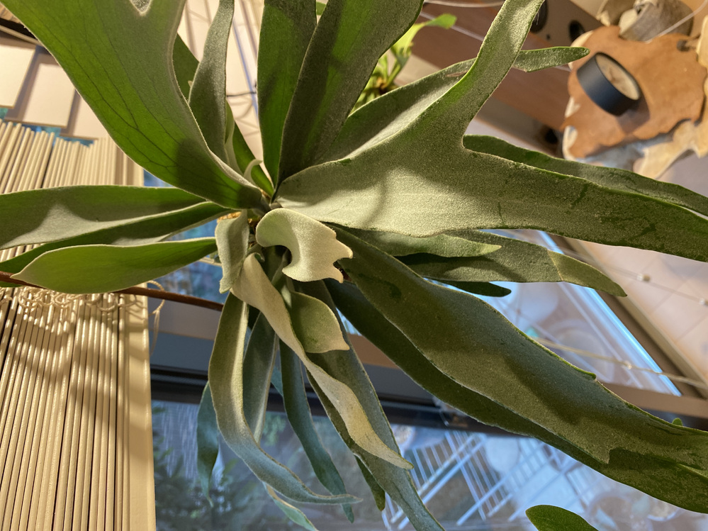 ビカクシダ ビーチーについて質問です 鉢植えで購入して 苔玉にしました Yahoo 知恵袋