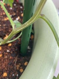 ミニトマトを育てているのですが 茎に白い線がついています これはなんでし Yahoo 知恵袋