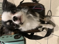 犬がパブロンを飲んでしまいました 先日から 犬がずっと変な咳をし Yahoo 知恵袋