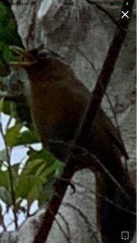 この鳥は何という鳥ですか 宜しくお願いします Yahoo 知恵袋