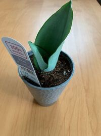 ダイソーで裸で売られていたサンスベリアは普通に土植えですか Yahoo 知恵袋