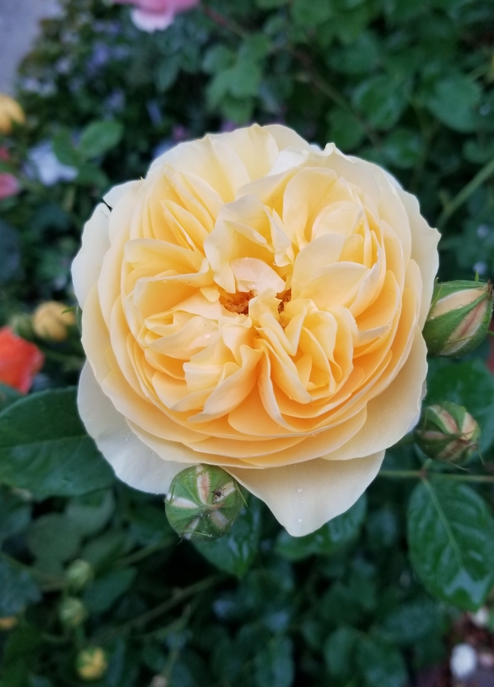 大苗 バラ ずっと嗅いでいたい強香 挿し木2年生 薫乃 当店の記念日 薫乃