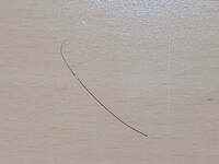 私の髪の毛より太い毛のようなものが落ちていたのですが これはゴキブリの触角です Yahoo 知恵袋