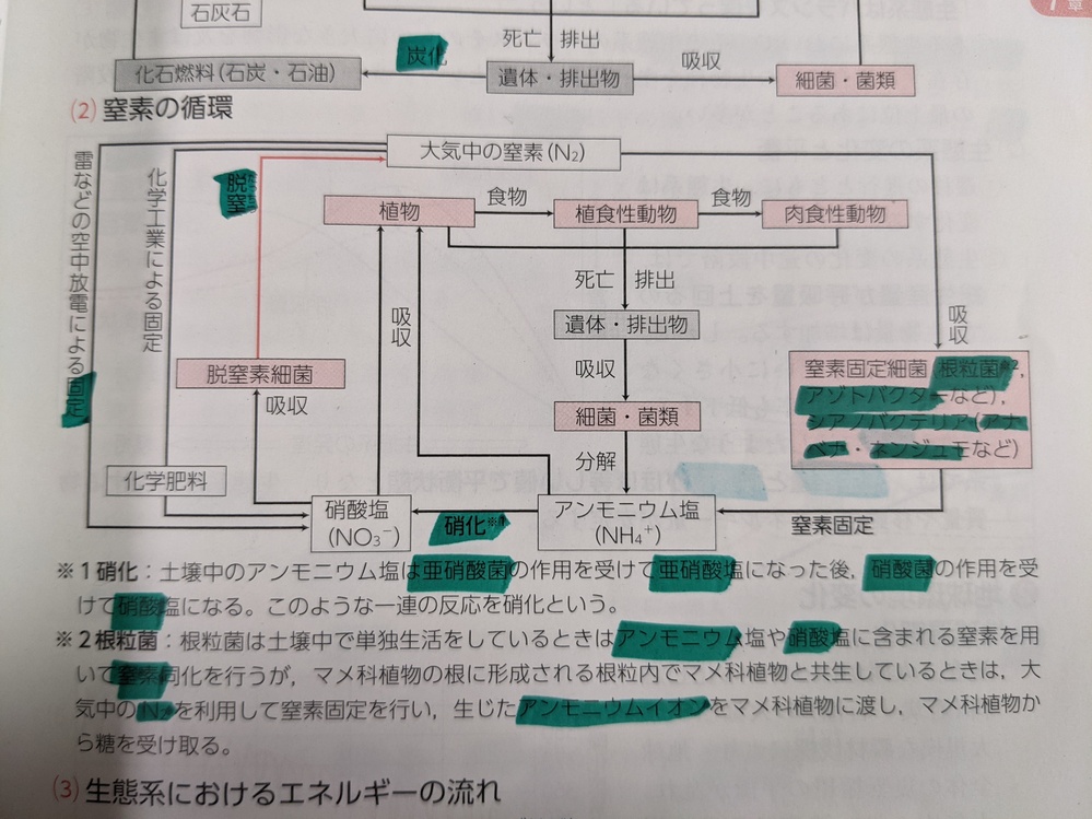 生物基礎のバイオーム 植生の質問です 階層構造や各バイオームの植物で暗記 Yahoo 知恵袋