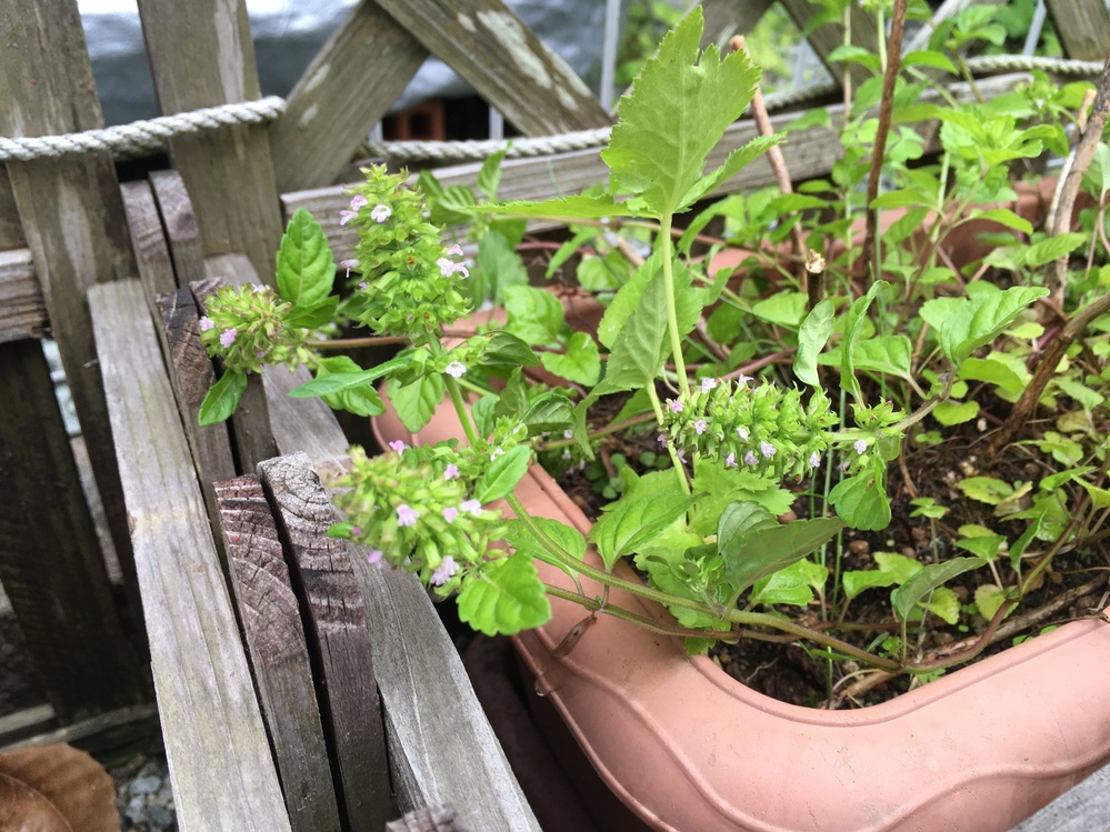 お花に詳しい方 このお花の名前を教えてください アジサイを植え Yahoo 知恵袋