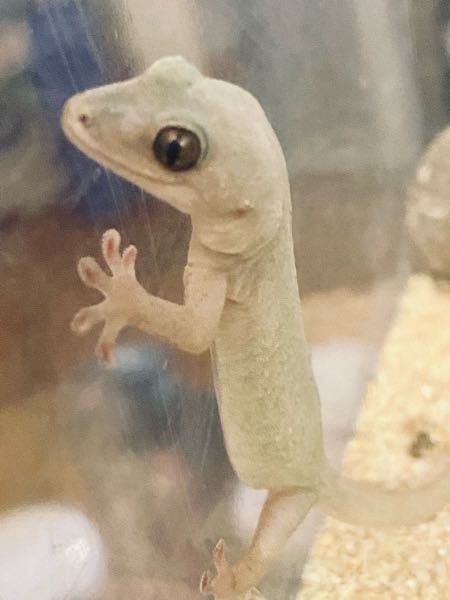 我が家では7匹のニホンヤモリを飼育しております 7匹のうち 1匹がオスで Yahoo 知恵袋