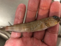 この魚の名前わかりますか 食べれる魚でしょうか 美味しい食べ方教えてください Yahoo 知恵袋