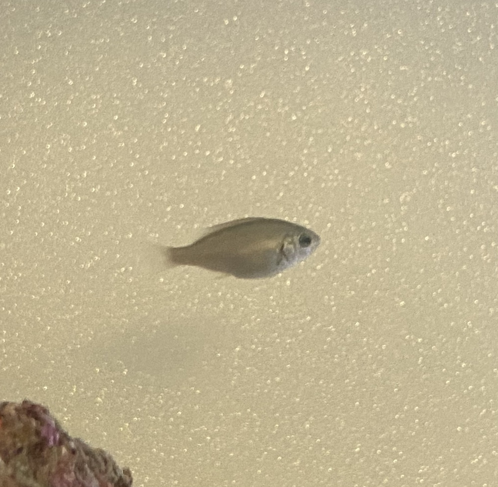 魚の名前を知りたいです 先日神奈川の城ヶ島のタイドプールで捕まえた魚を飼育して Yahoo 知恵袋