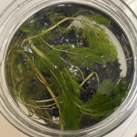 この水草はなんて名前でしょうか マツモに似ているのですが マツモの並べてみると Yahoo 知恵袋