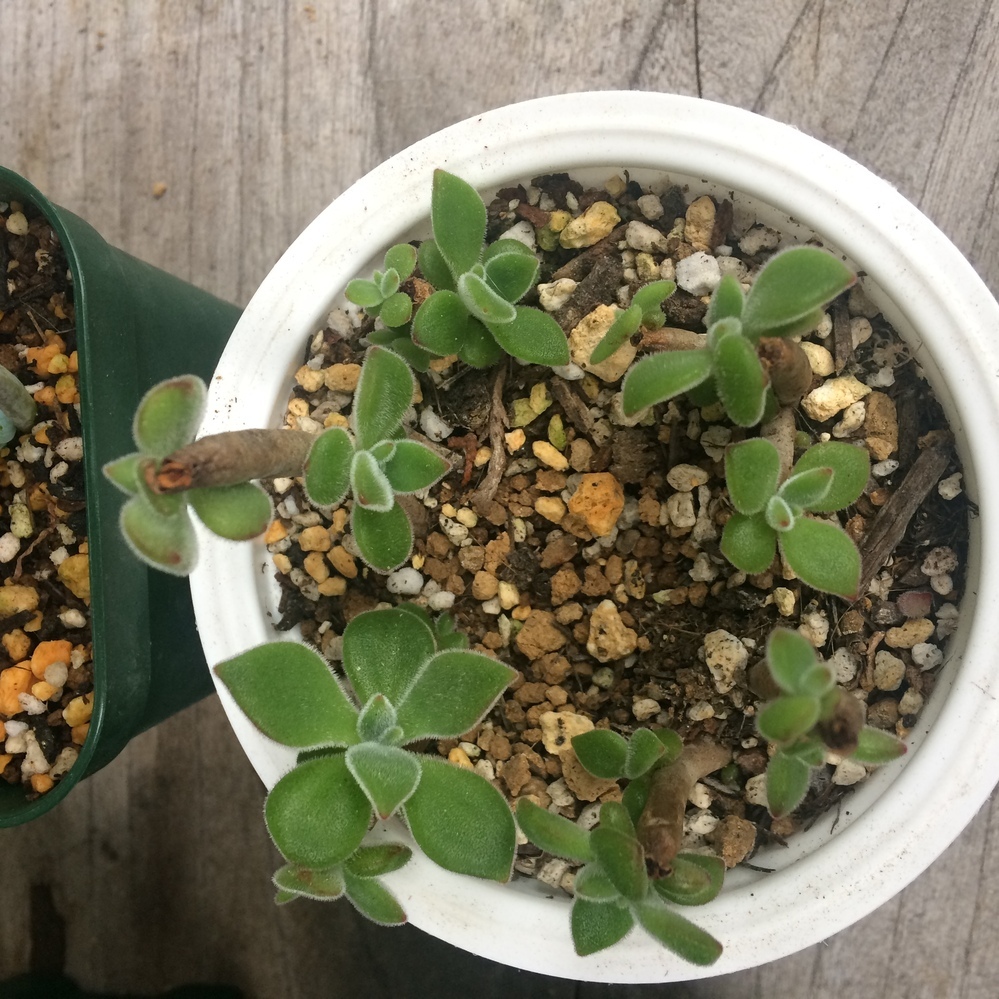 多肉植物 エケベリア 風林火山 カキコ1カット(カットに付き根っこ有り 