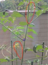 ミニトマトの芽かき 摘芯について教えてください 初めてミニトマ Yahoo 知恵袋