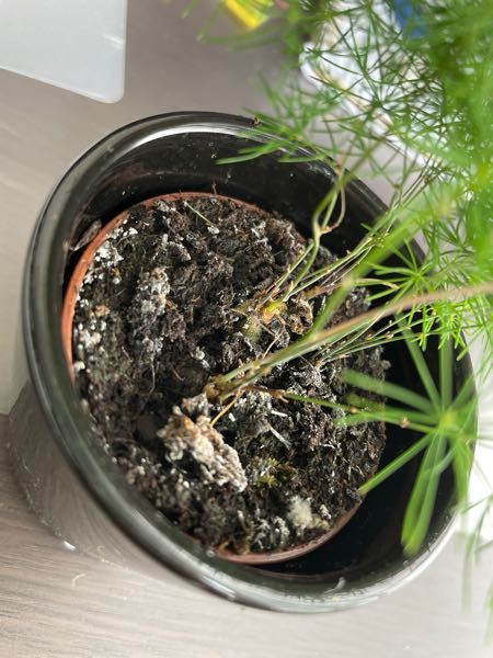 この植物を育てているのですが 土のところに白い斑点のようなものができています Yahoo 知恵袋