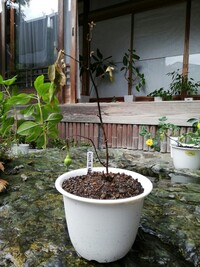 鉢植えのバラがつぼみがついたのに 枯れてしまいました原因はなんだったのでしょう Yahoo 知恵袋