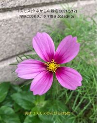 タネから栽培の早咲きコスモス ふつう8枚の花 花弁 のものしか見たことがないで Yahoo 知恵袋