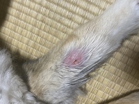 犬の耳元に出来た毛玉をハサミでカットしてたら 誤って少し皮膚を切っ Yahoo 知恵袋