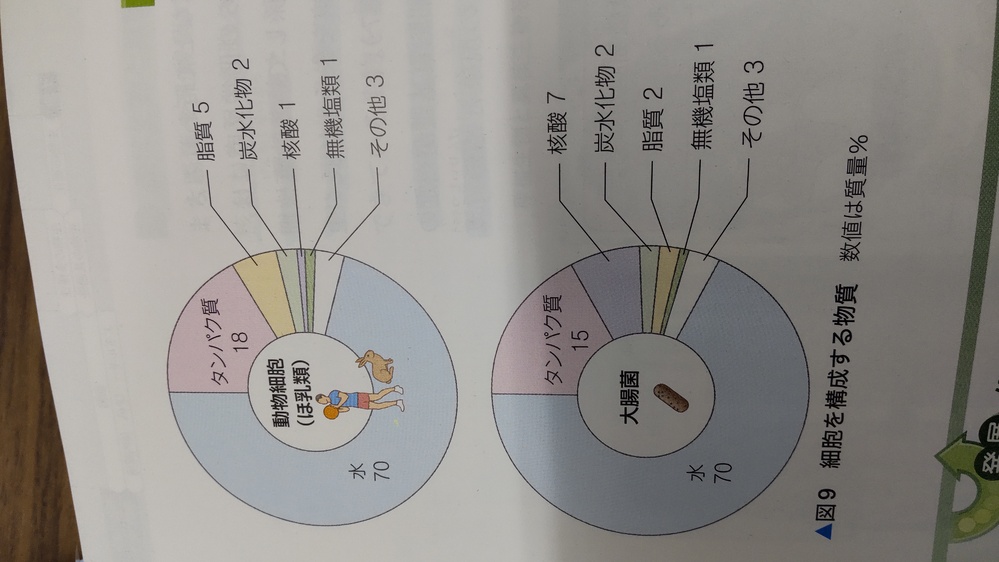 動物細胞と大腸菌で構成物質の順番が異なるのはなぜですか 分からないのでよろしく Yahoo 知恵袋