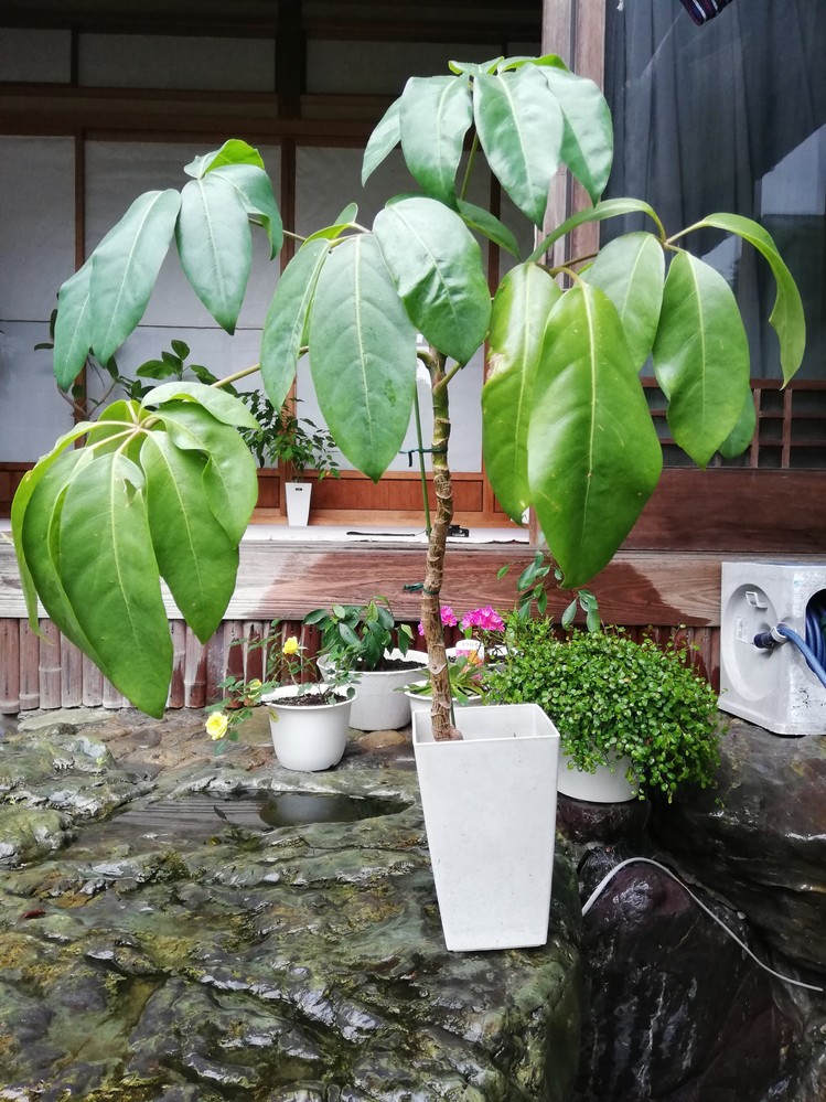 アドバイスお願い致します 観葉植物の春の植え替えに 土の自作にチャ Yahoo 知恵袋
