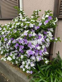 すごいいい香りのする花だったんですけど この花の名前分かる方いますか 花 Yahoo 知恵袋