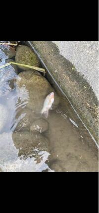 こんばんは この魚はなんという魚でしょうか 多摩川です Yahoo 知恵袋